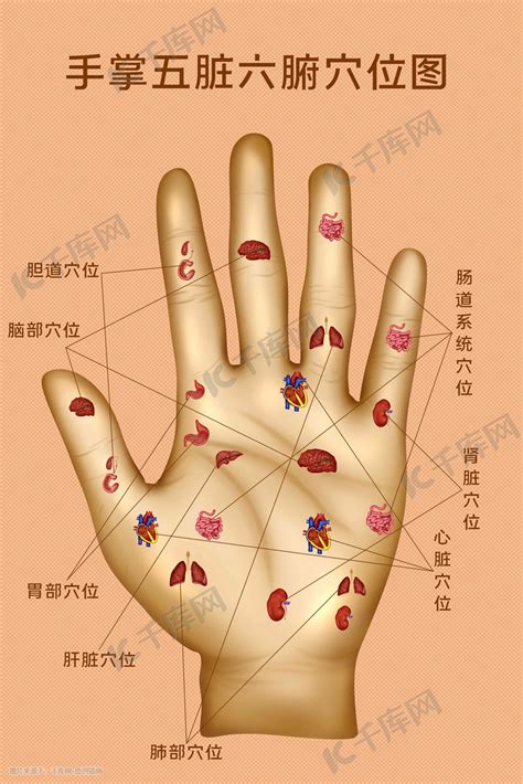 手指代表的器官
